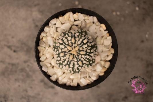 Astrophytum Asterias Superkabuto