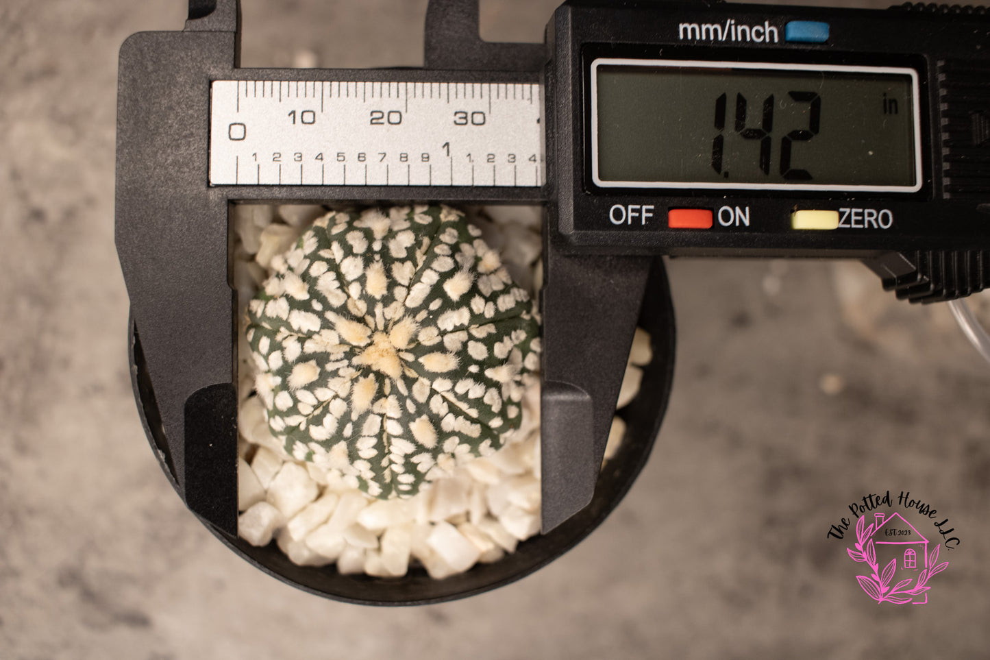 Astrophytum Asterias Superkabuto