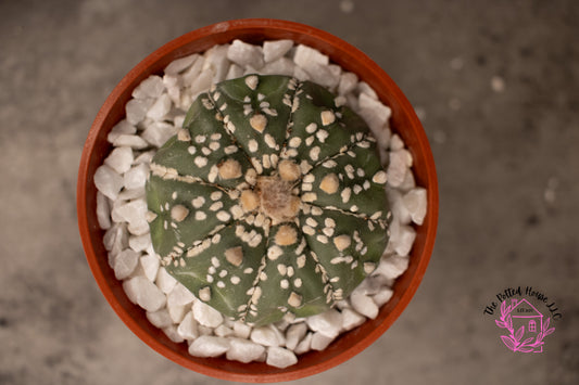 Astrophytum Asterias Superkabuto