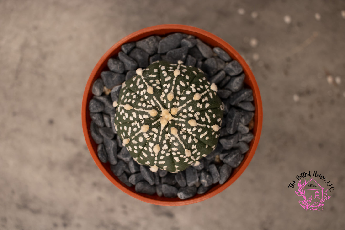 Astrophytum Asterias Superkabuto