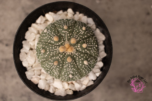 Astrophytum Asterias Superkabuto