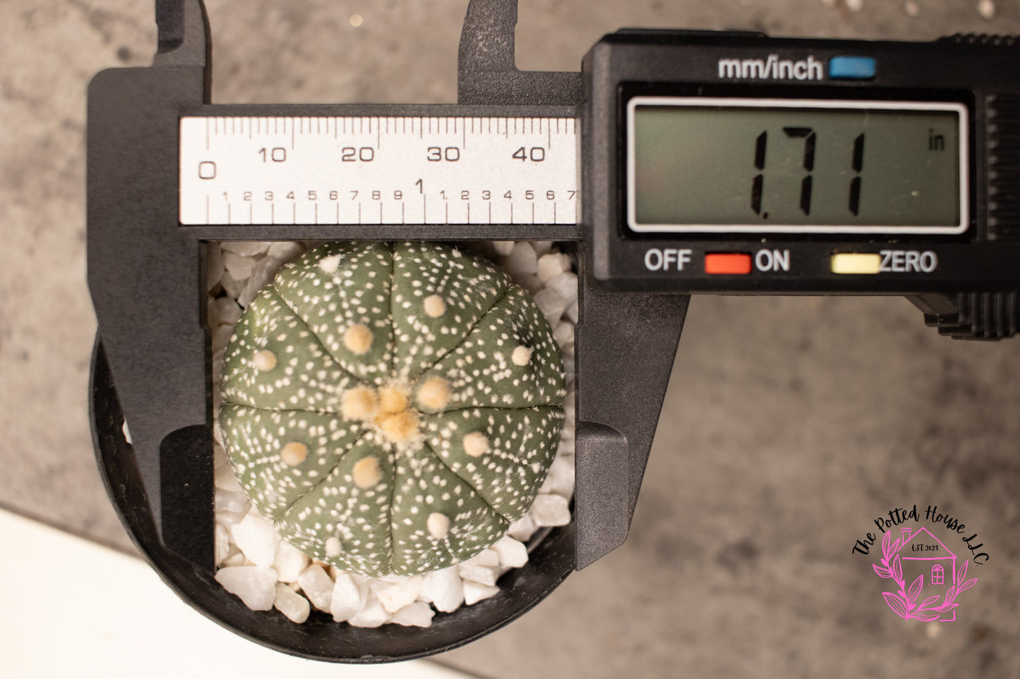 Astrophytum Asterias Superkabuto