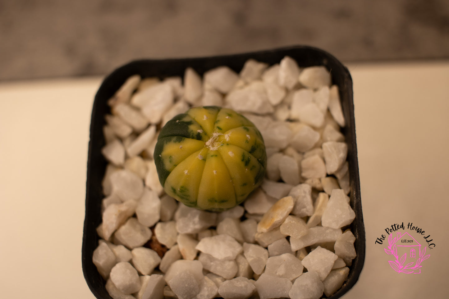 Astrophytum Asterias Cactus Variegated