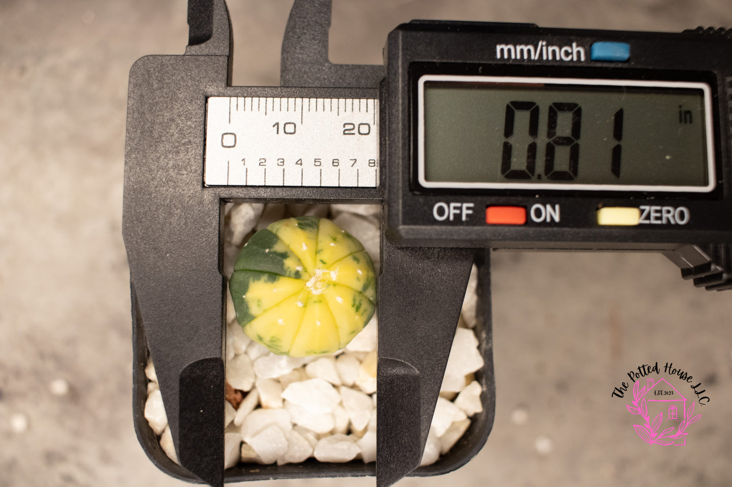 Astrophytum Asterias Cactus Variegated