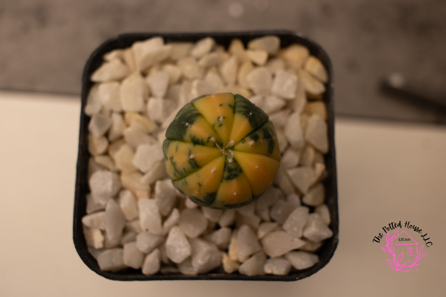 Astrophytum Asterias Cactus Variegated