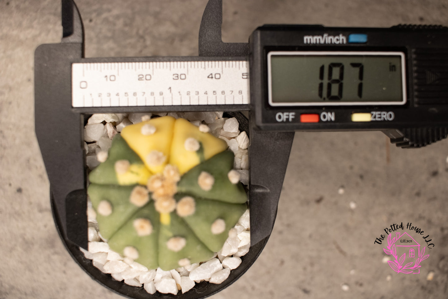 Astrophytum Asterias Cactus Variegated