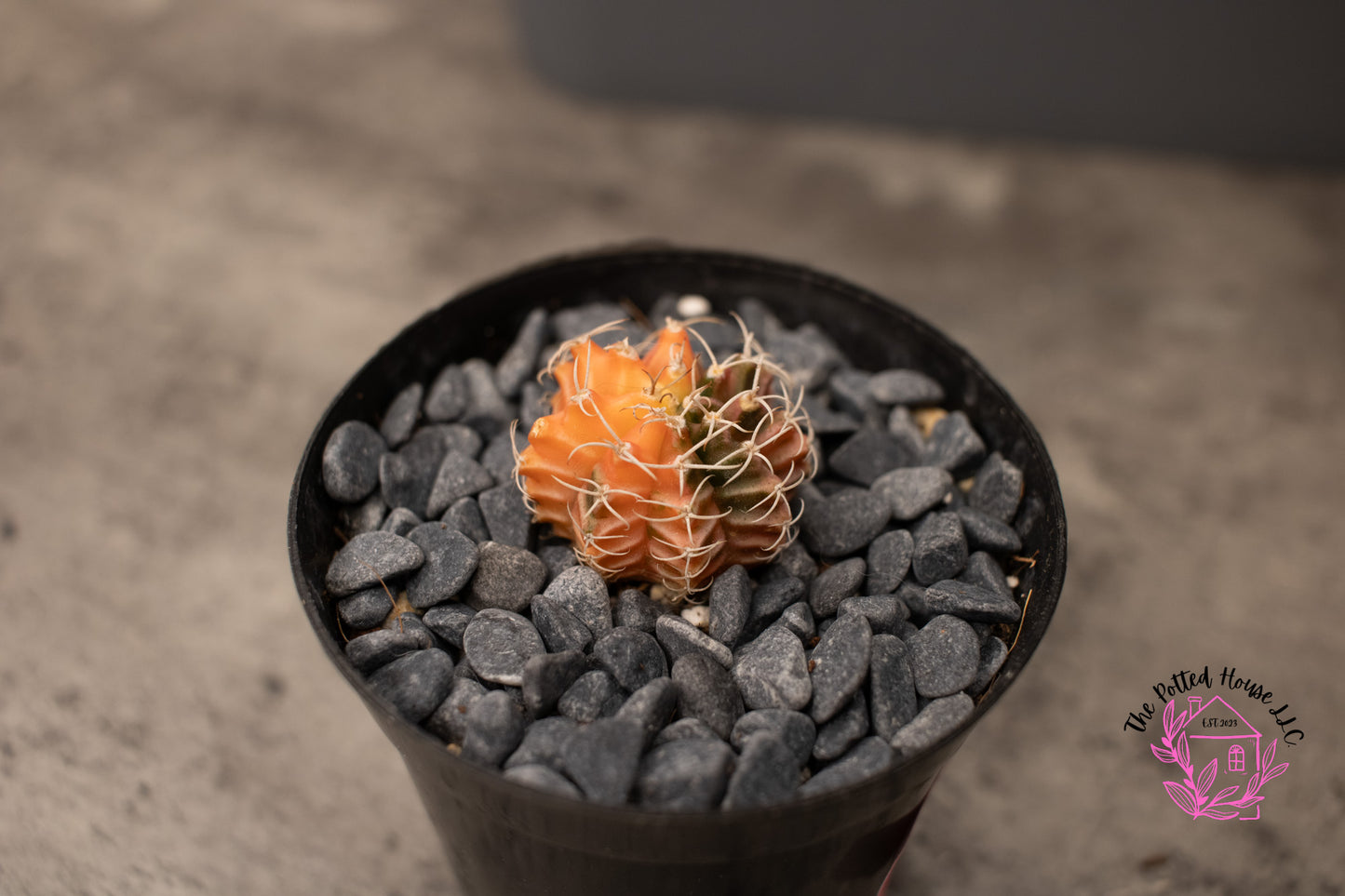 Variegated Gymnocalycium Mihanovichii