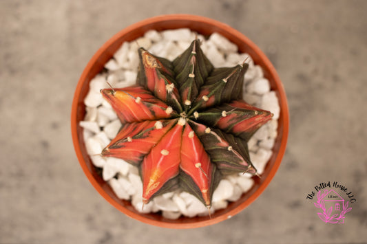 Variegated Gymnocalycium Mihanovichii