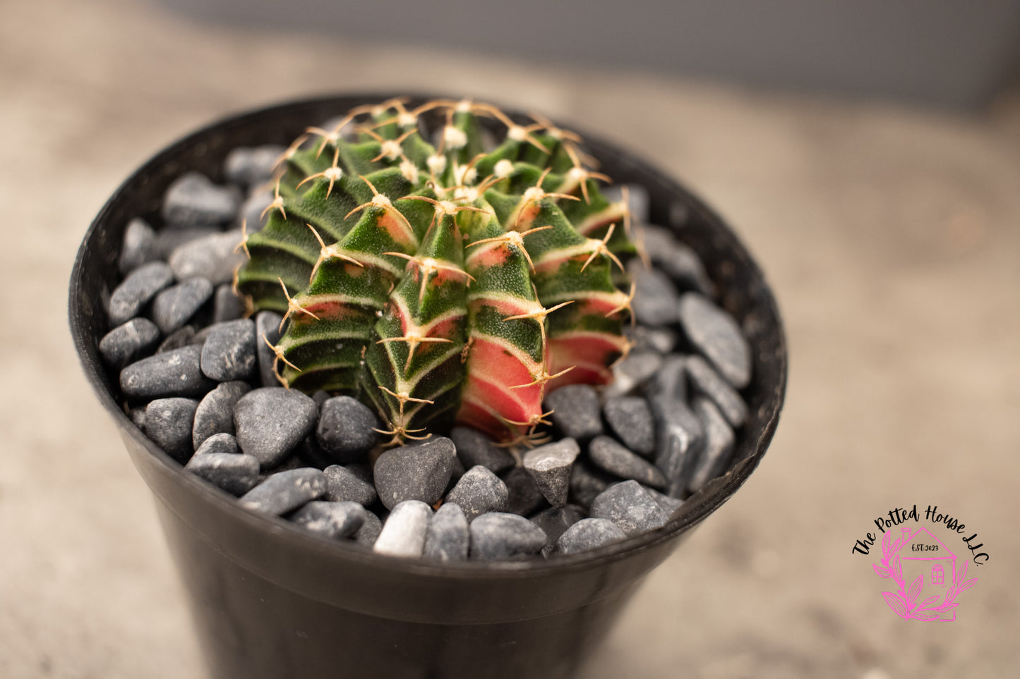 Variegated Gymnocalycium Mihanovichii (Green and Pink)