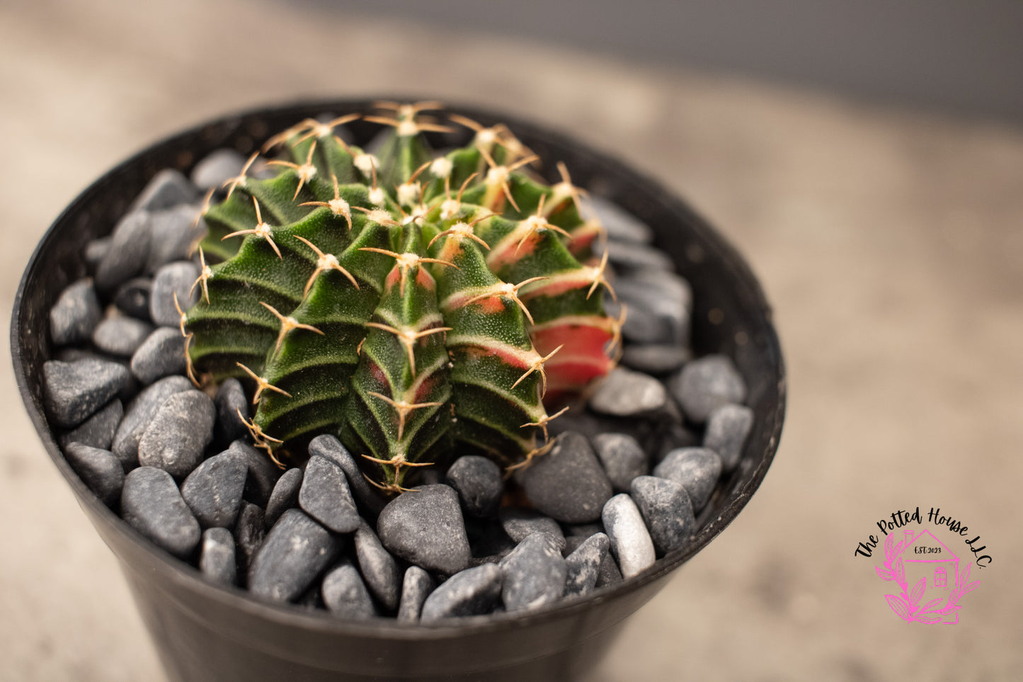 Variegated Gymnocalycium Mihanovichii (Green and Pink)