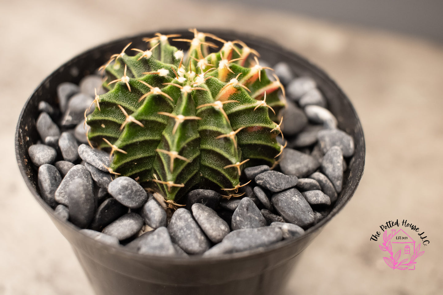 Variegated Gymnocalycium Mihanovichii (Green and Pink)