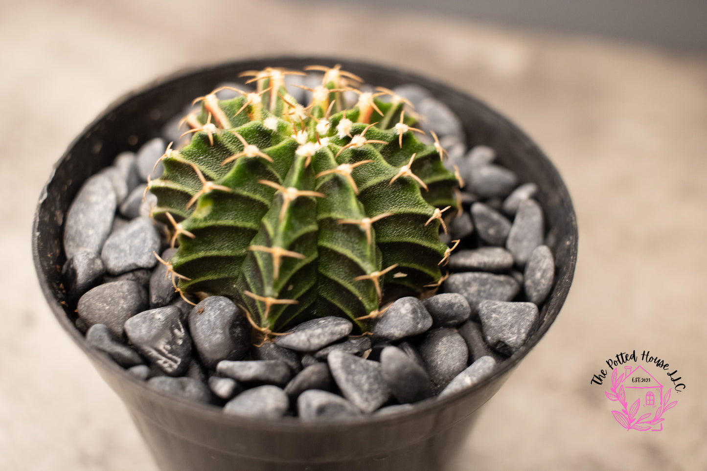 Variegated Gymnocalycium Mihanovichii (Green and Pink)