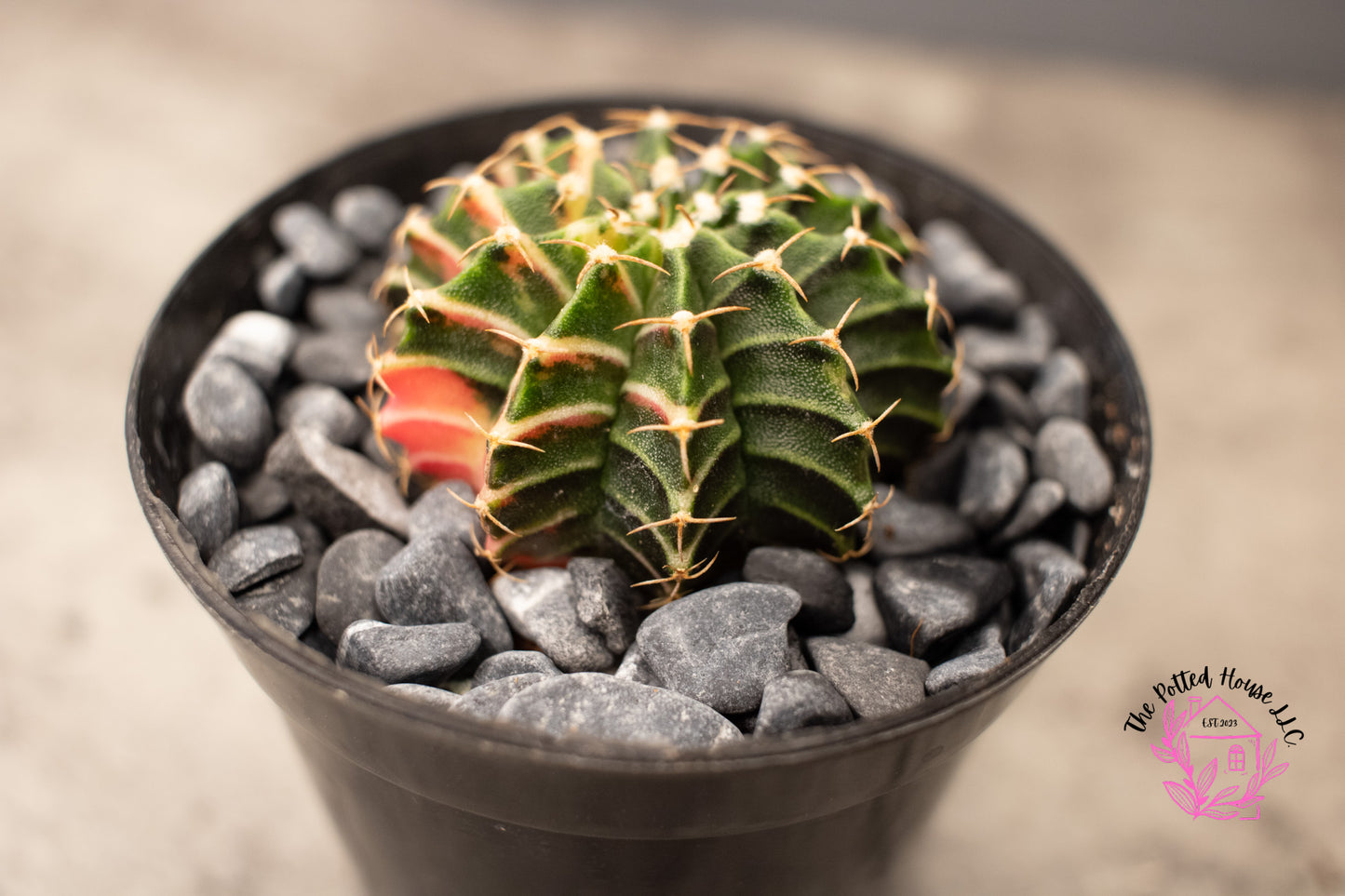 Variegated Gymnocalycium Mihanovichii (Green and Pink)