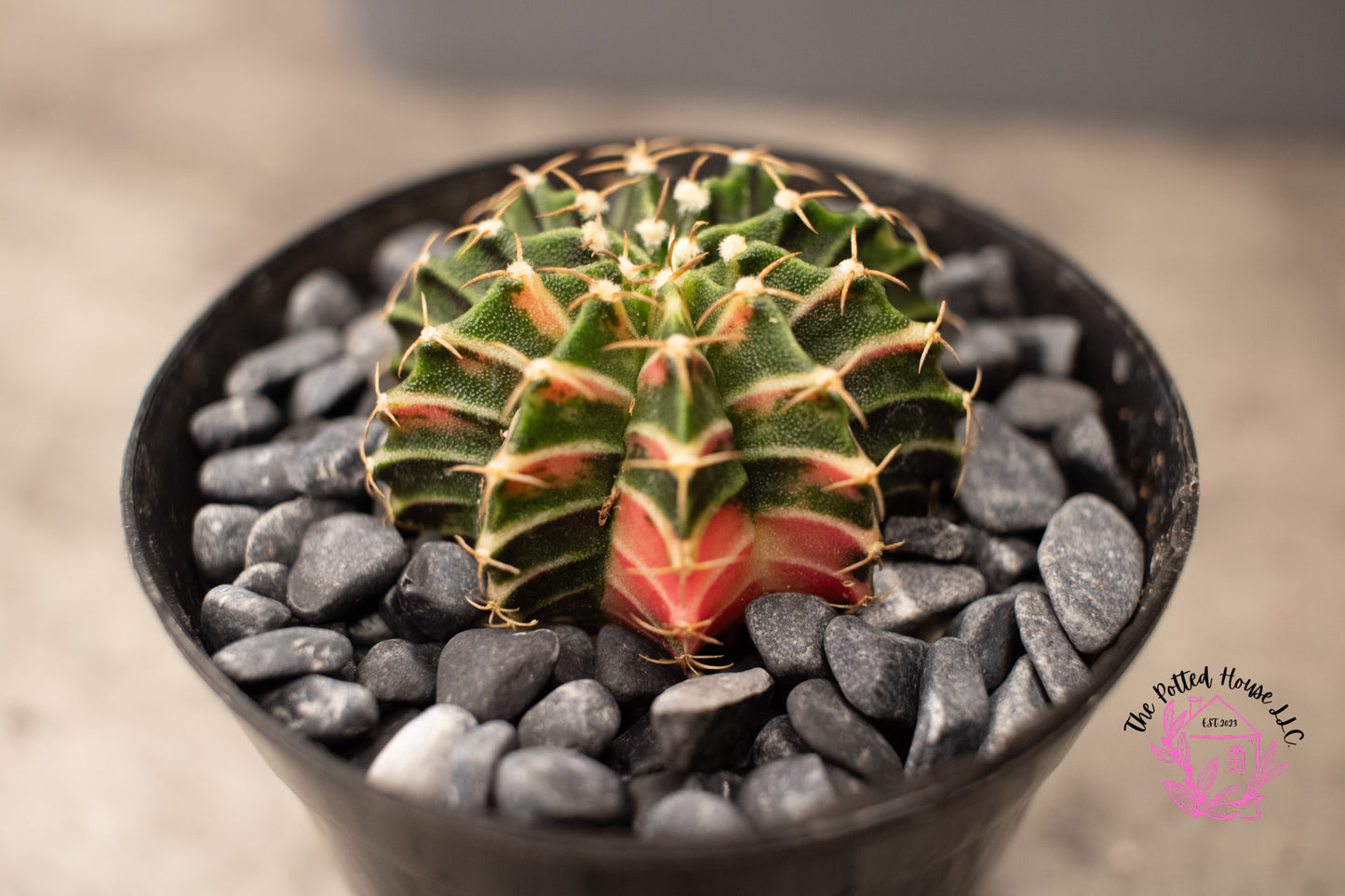 Variegated Gymnocalycium Mihanovichii (Green and Pink)