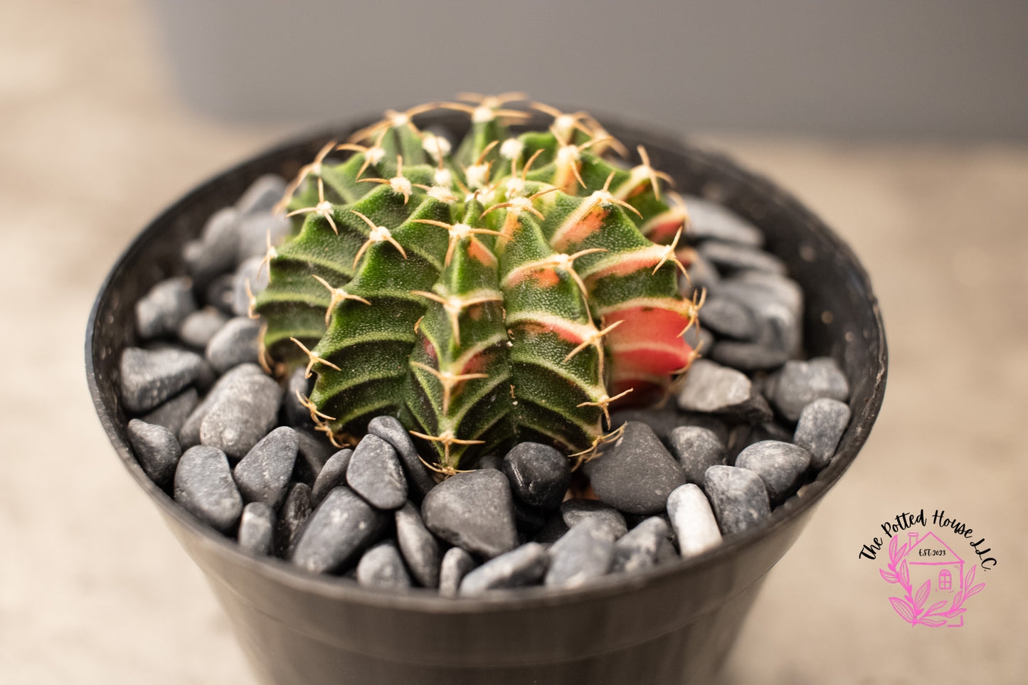 Variegated Gymnocalycium Mihanovichii (Green and Pink)