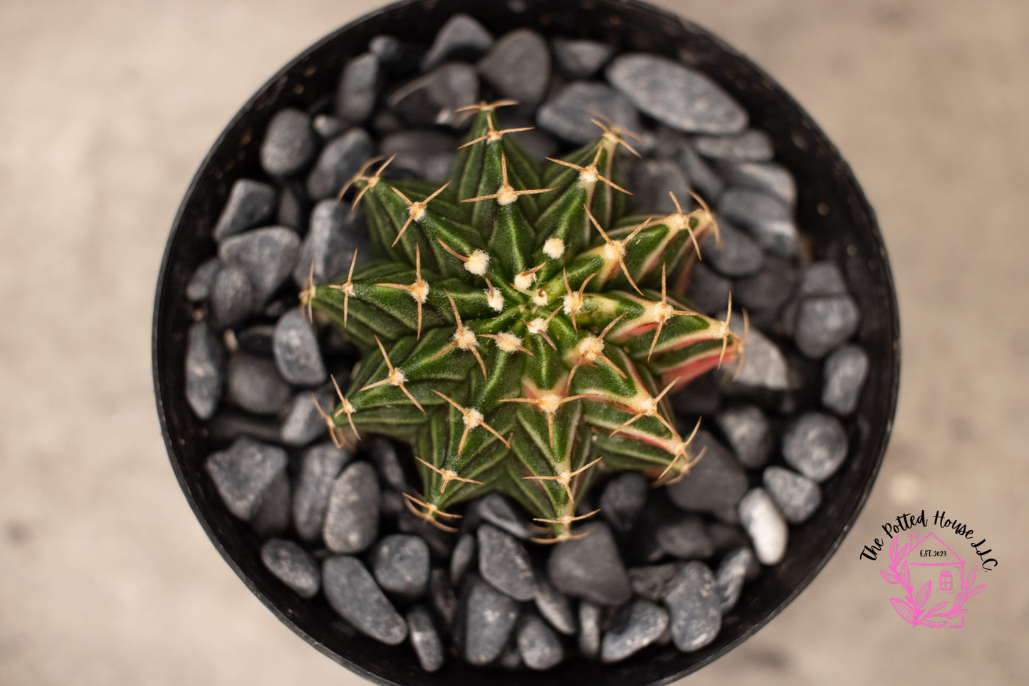 Variegated Gymnocalycium Mihanovichii (Green and Pink)