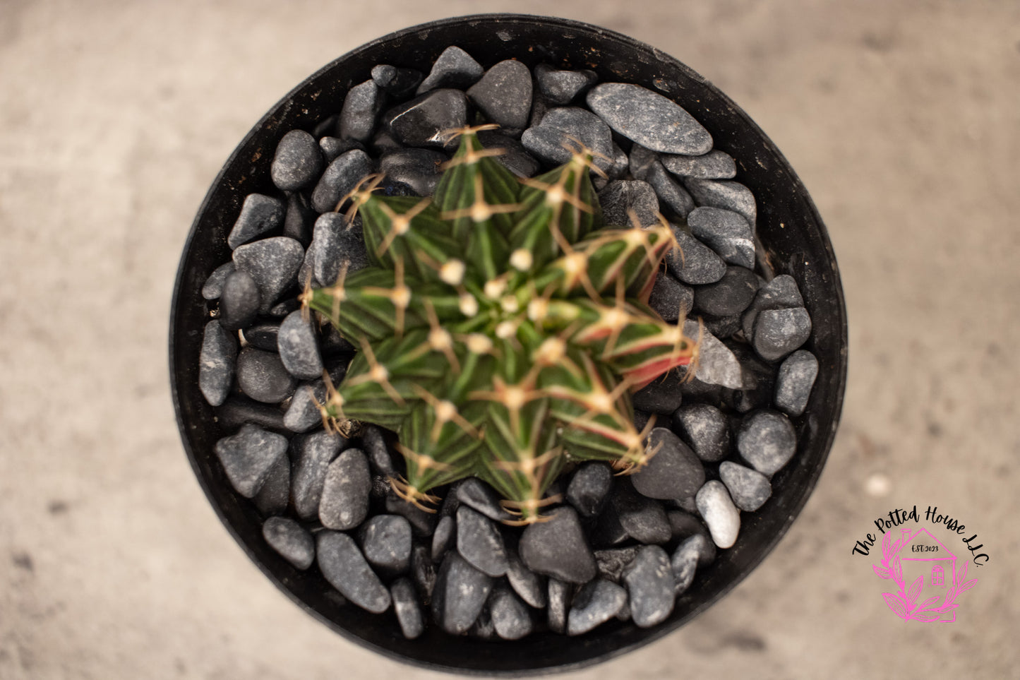 Variegated Gymnocalycium Mihanovichii (Green and Pink)