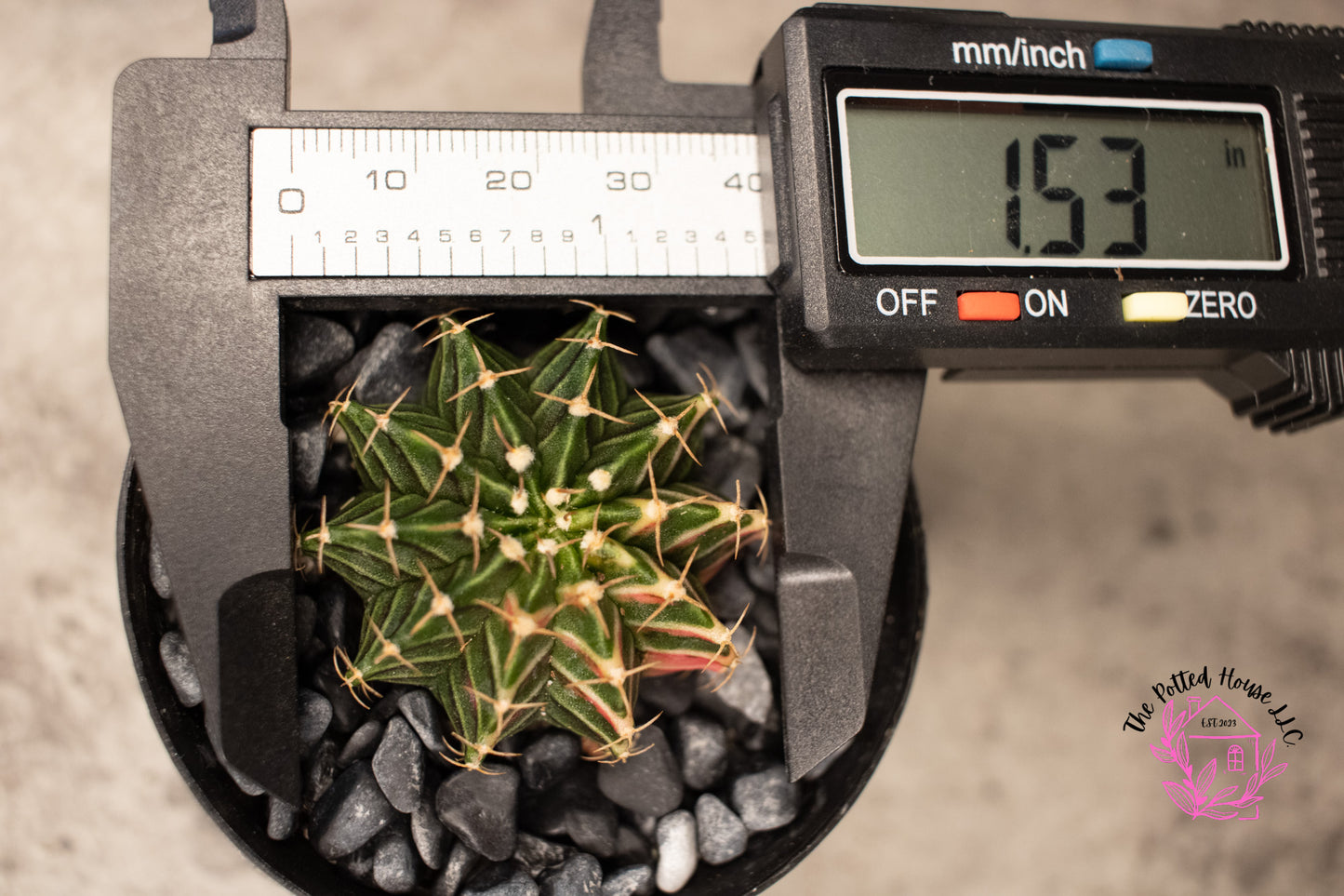 Variegated Gymnocalycium Mihanovichii (Green and Pink)