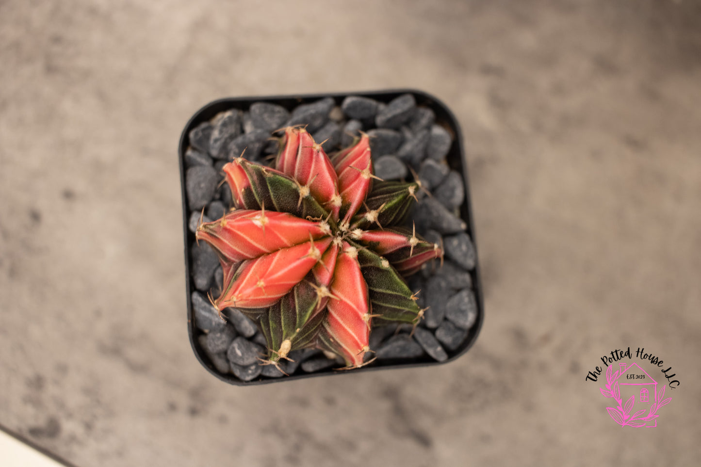 Variegated Gymnocalycium Mihanovichii