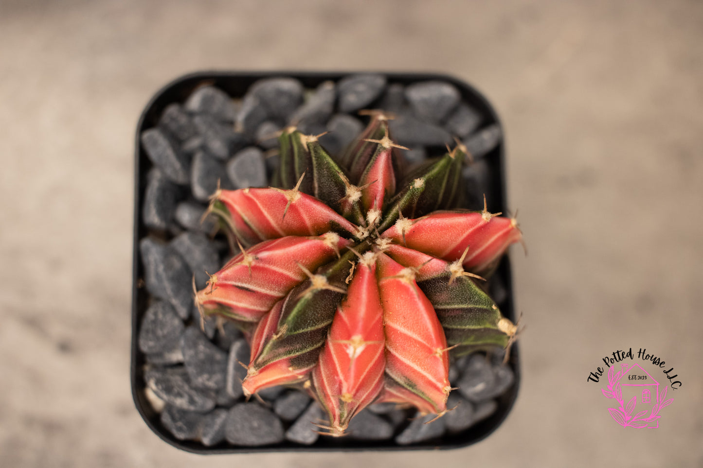 Variegated Gymnocalycium Mihanovichii