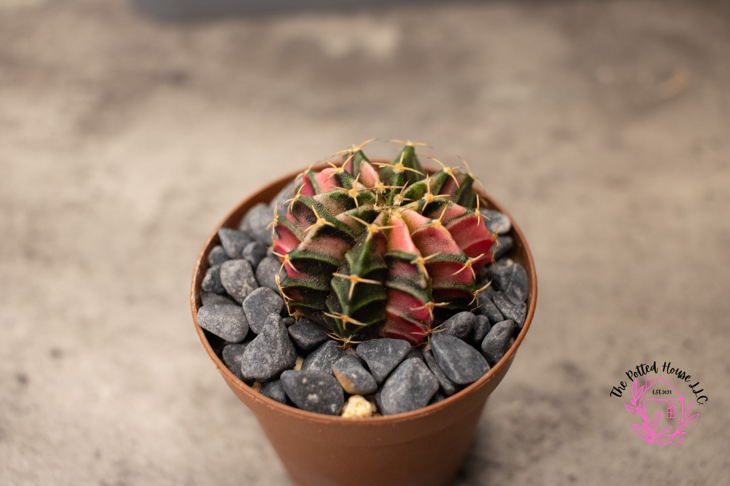 Variegated Gymnocalycium Mihanovichii