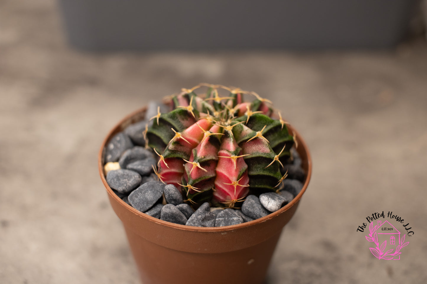 Variegated Gymnocalycium Mihanovichii