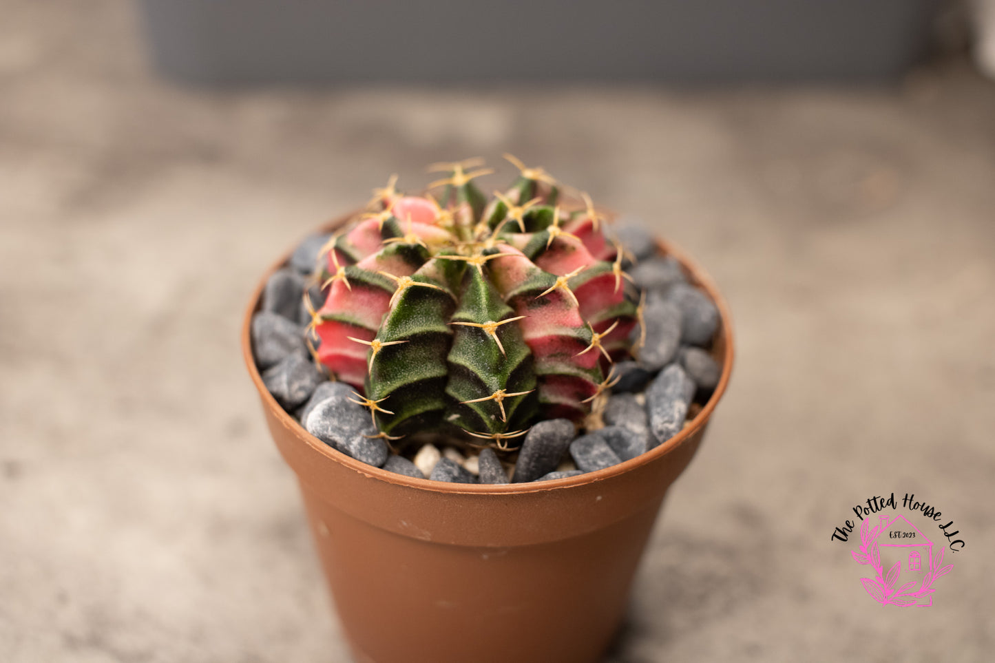 Variegated Gymnocalycium Mihanovichii