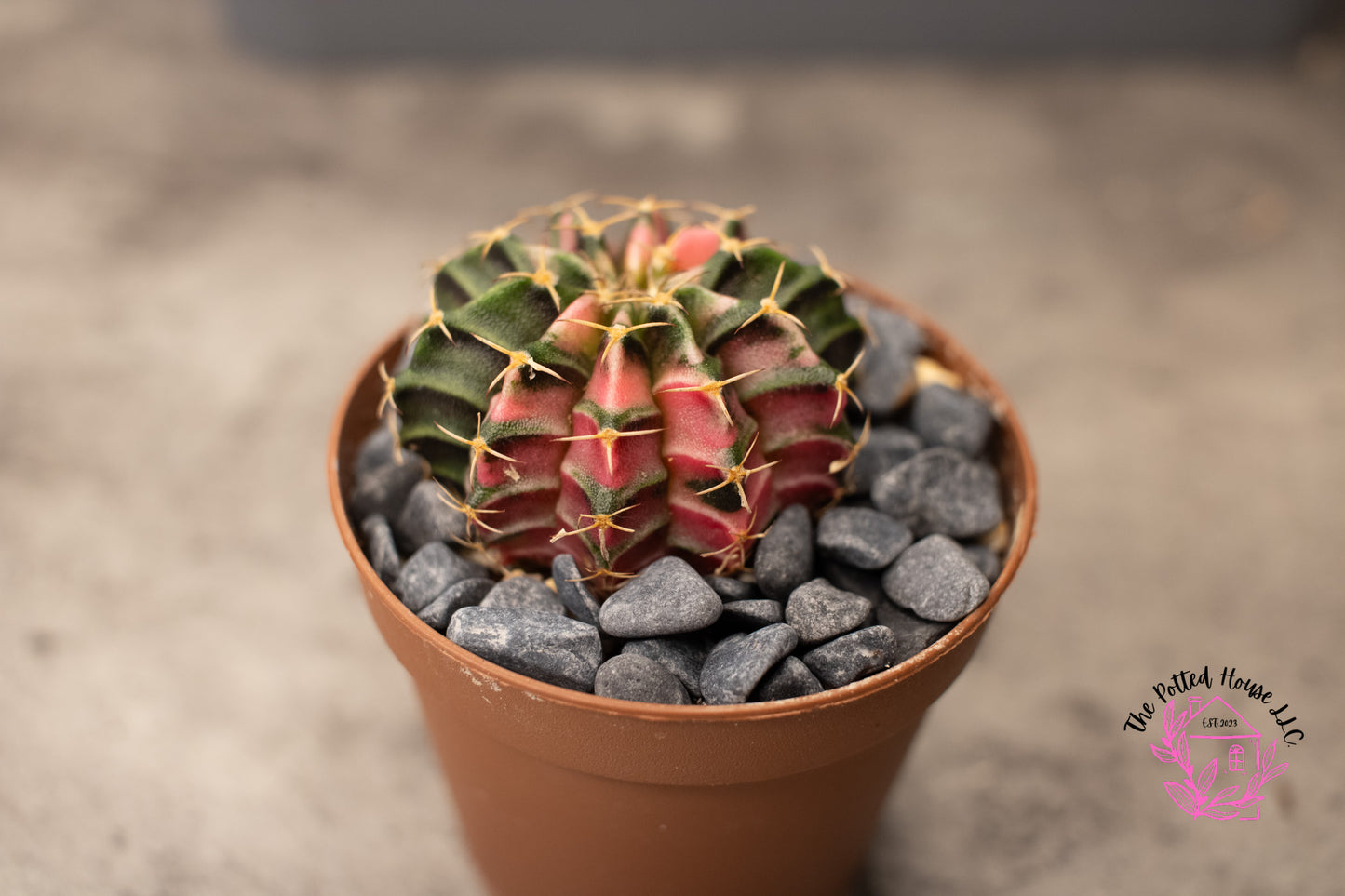 Variegated Gymnocalycium Mihanovichii