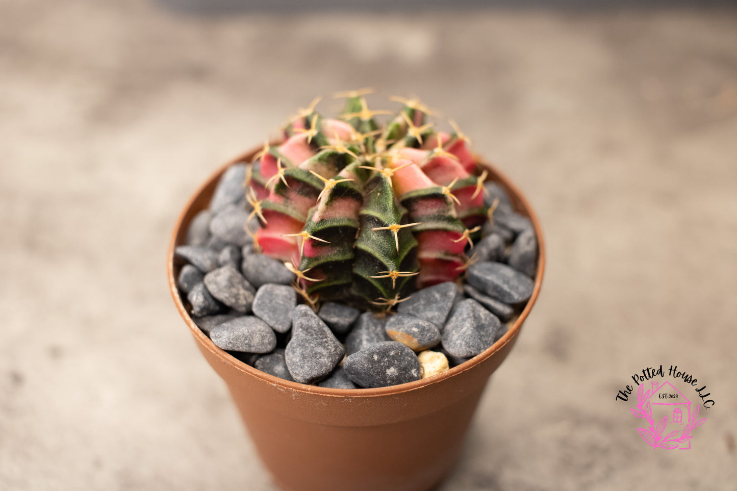 Variegated Gymnocalycium Mihanovichii