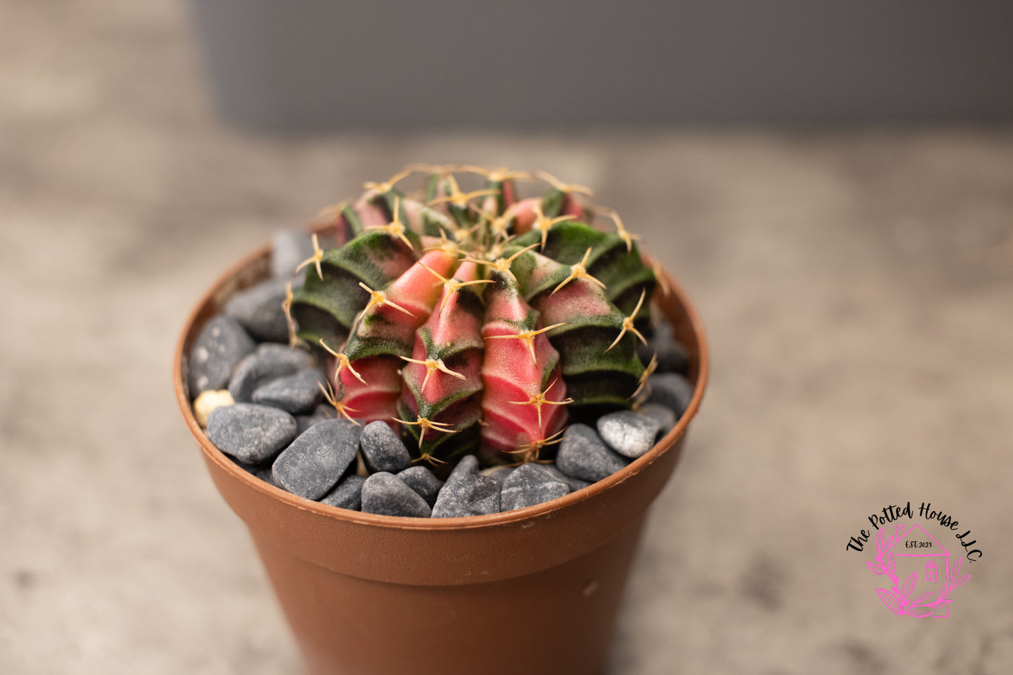 Variegated Gymnocalycium Mihanovichii