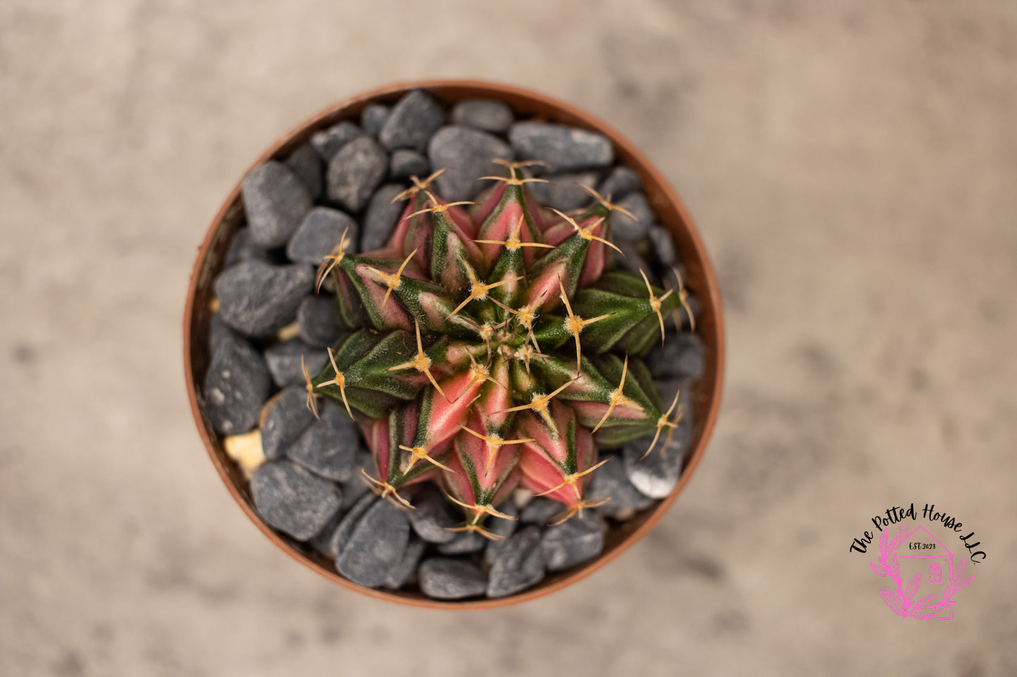 Variegated Gymnocalycium Mihanovichii