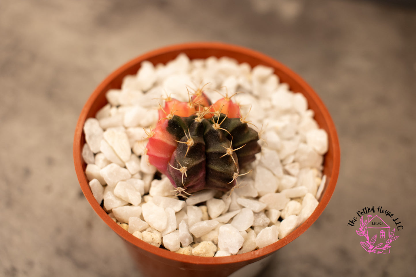 Variegated Gymnocalycium Mihanovichii