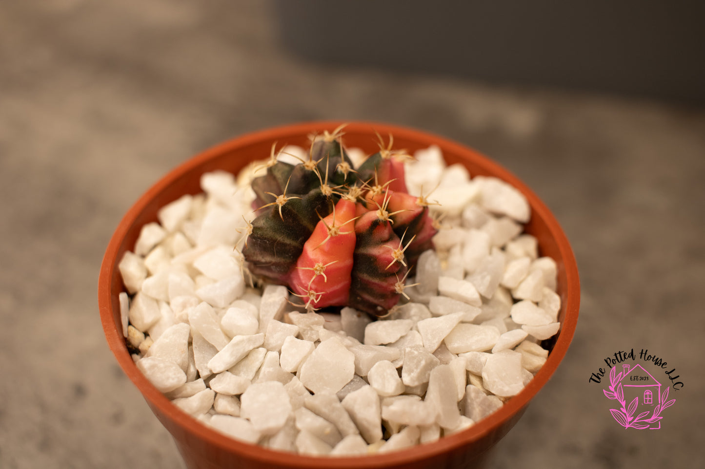 Variegated Gymnocalycium Mihanovichii