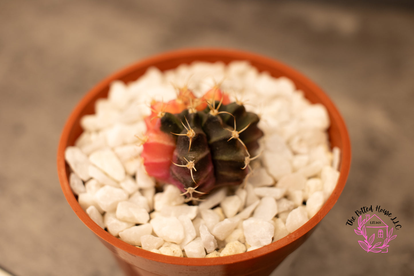 Variegated Gymnocalycium Mihanovichii