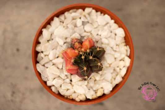 Variegated Gymnocalycium Mihanovichii