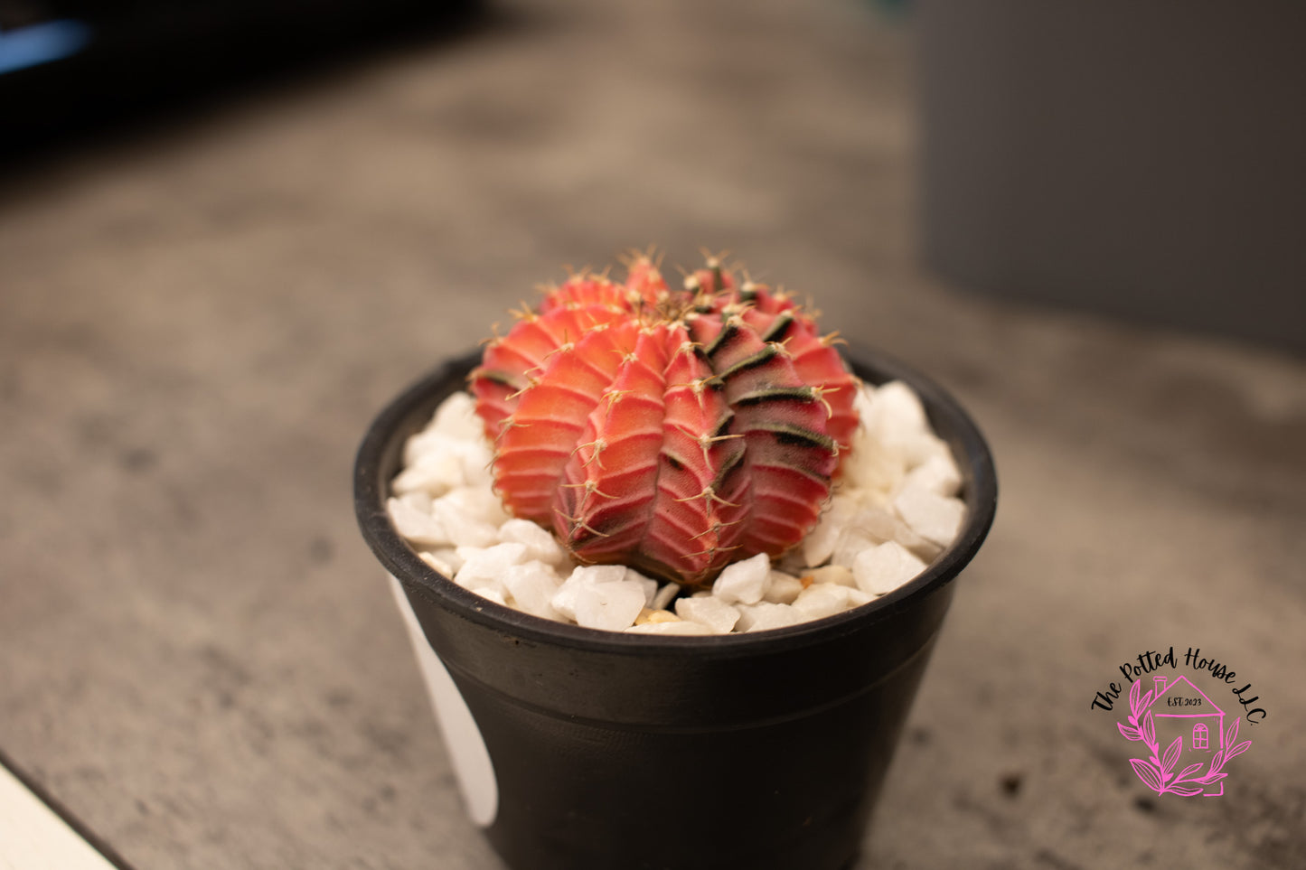 Variegated Gymnocalycium Mihanovichii