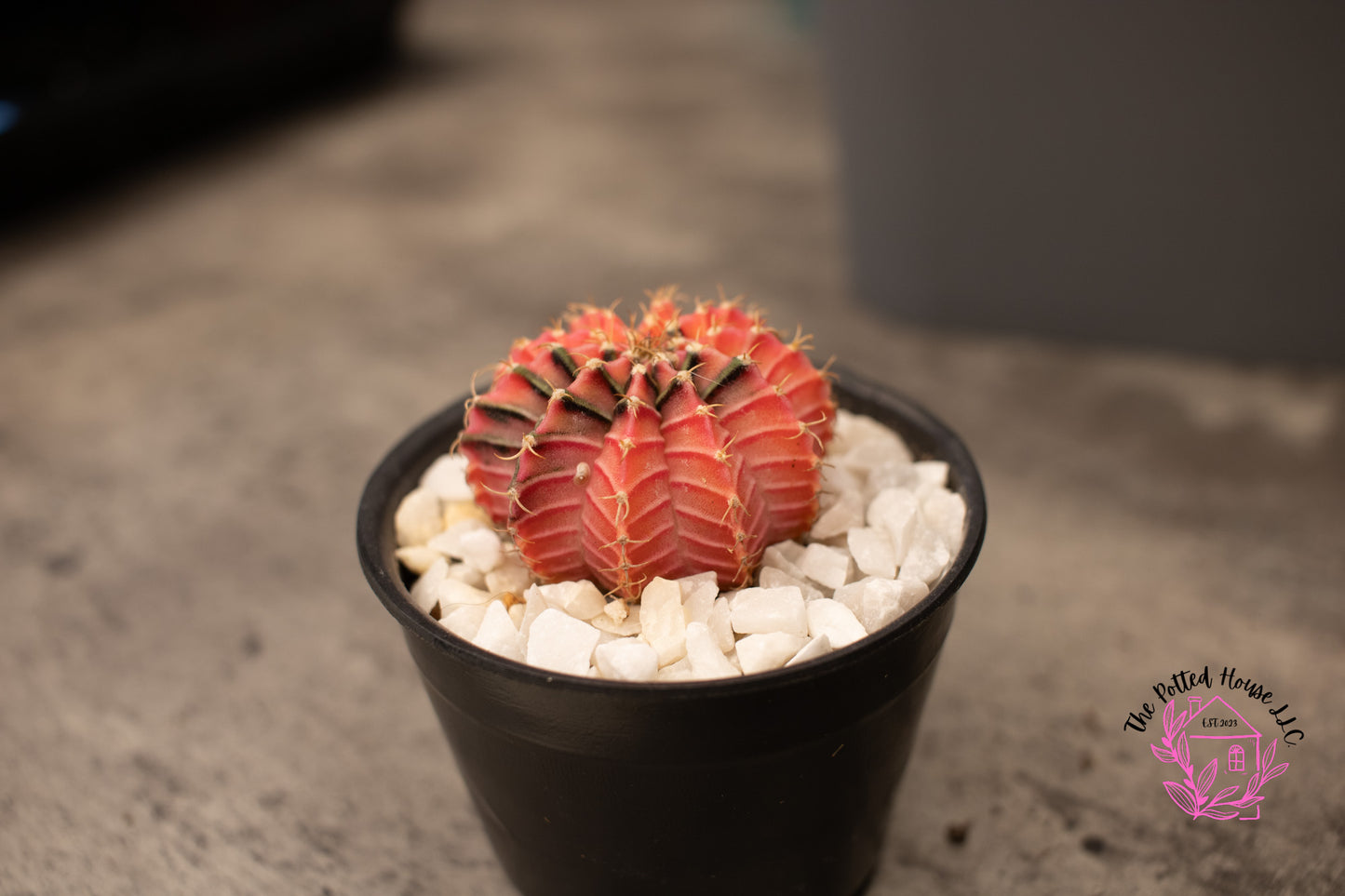 Variegated Gymnocalycium Mihanovichii