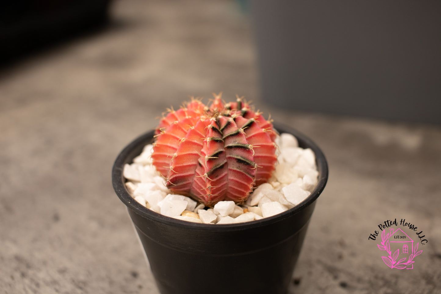 Variegated Gymnocalycium Mihanovichii