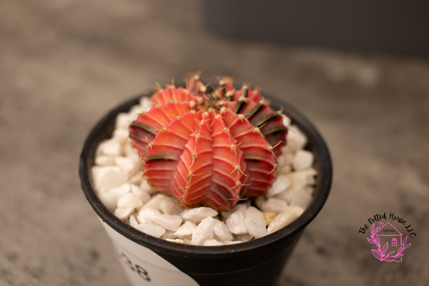 Variegated Gymnocalycium Mihanovichii