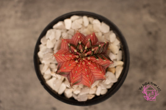 Variegated Gymnocalycium Mihanovichii