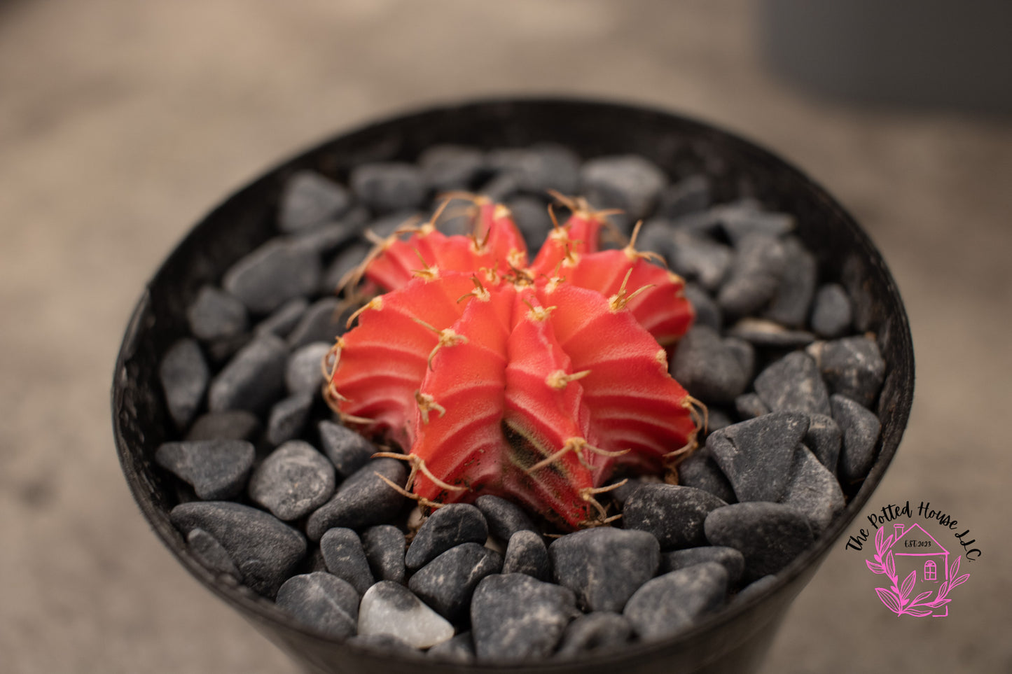 Variegated Gymnocalycium Mihanovichii