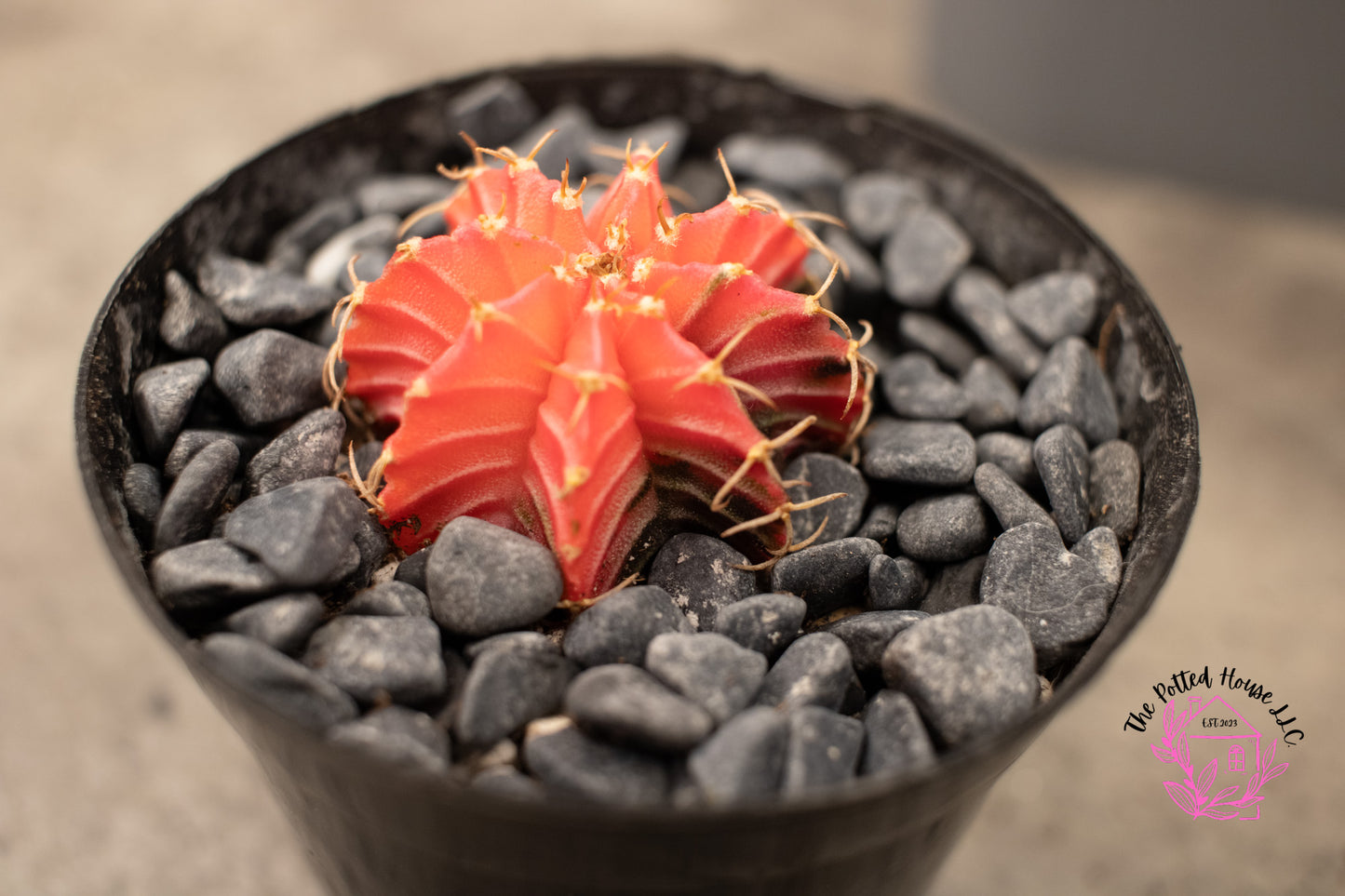 Variegated Gymnocalycium Mihanovichii