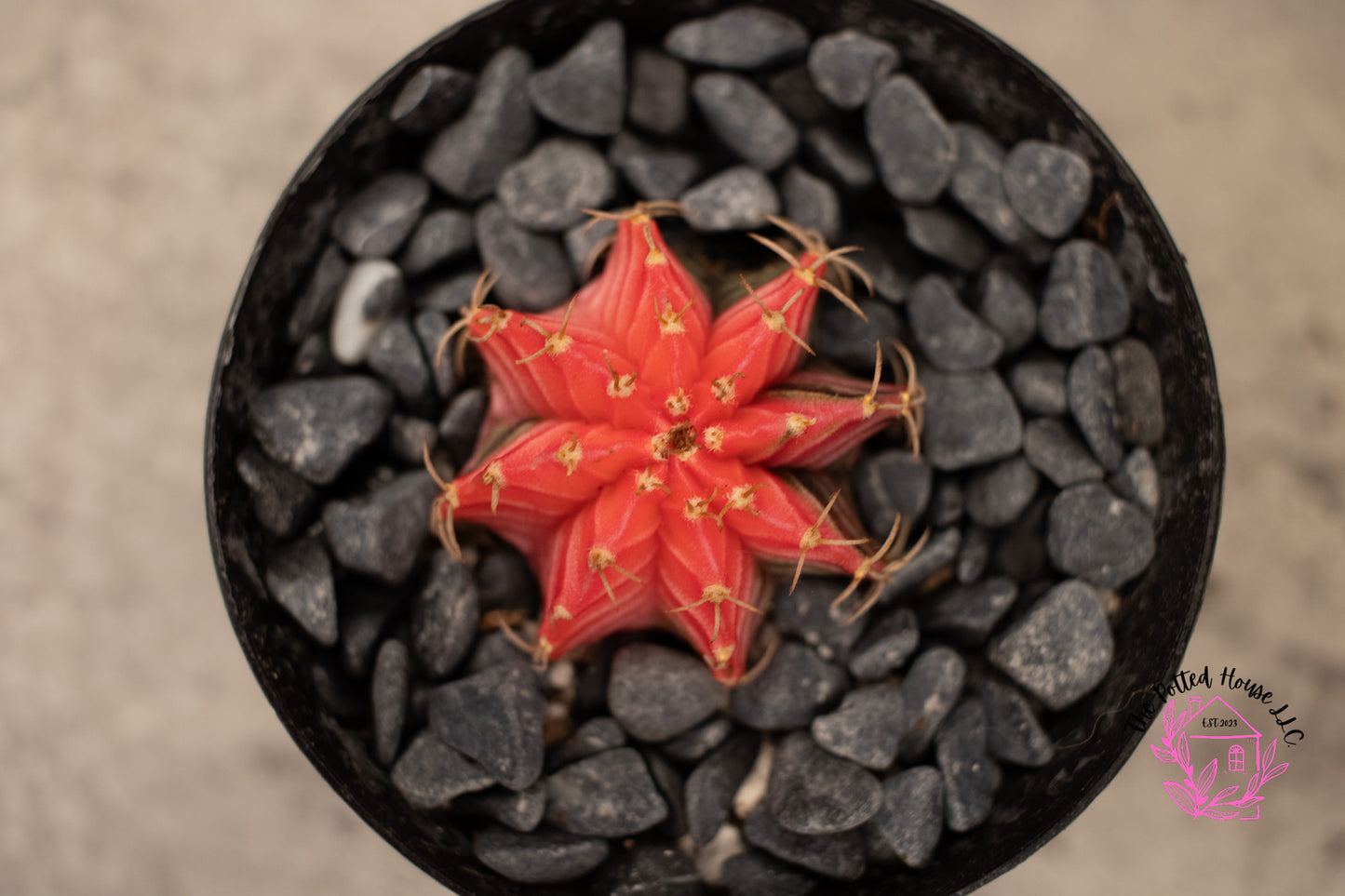 Variegated Gymnocalycium Mihanovichii