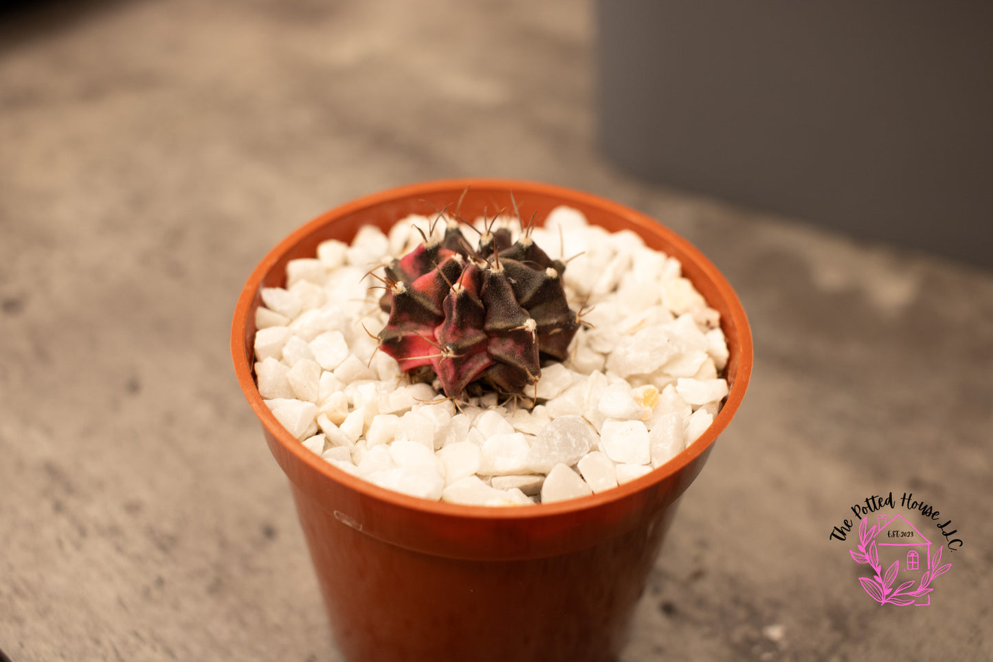 Variegated Gymnocalycium Mihanovichii