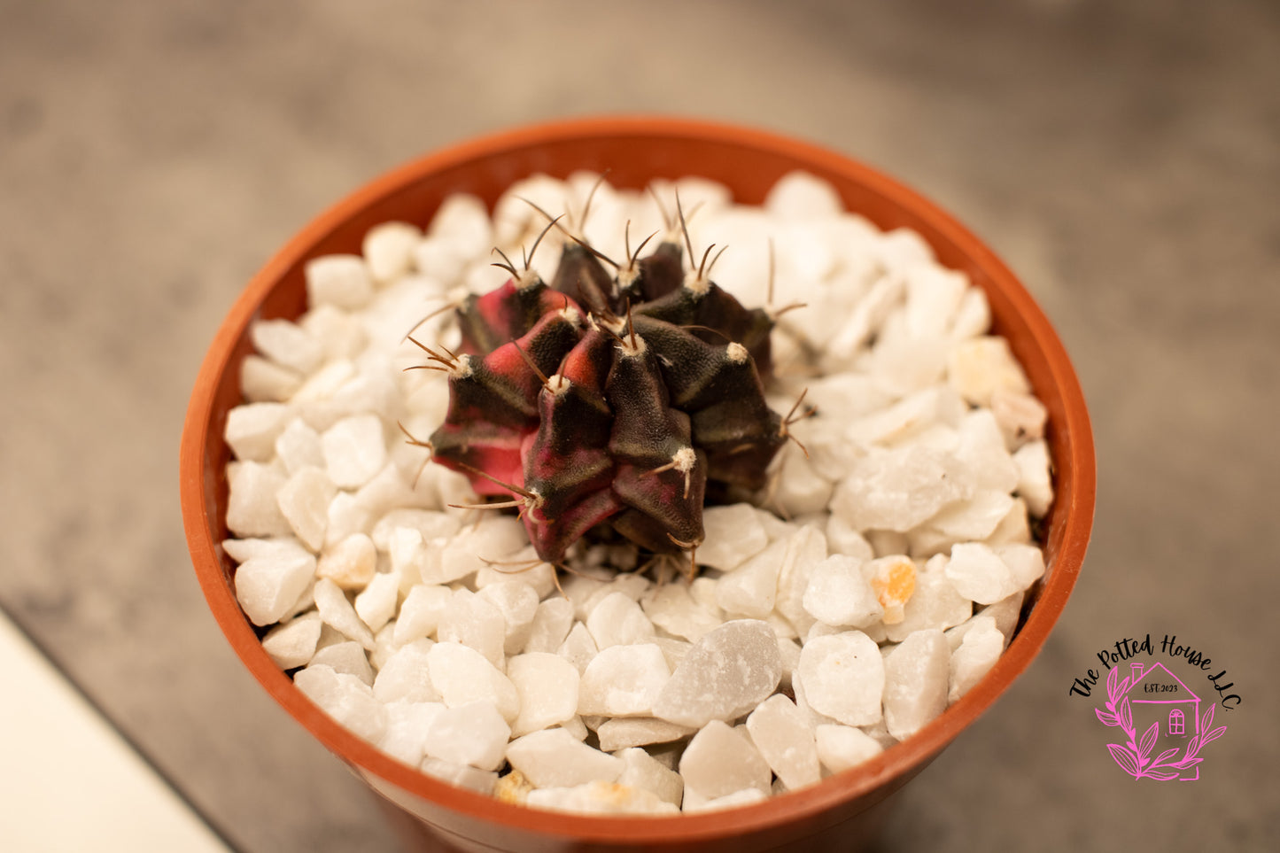 Variegated Gymnocalycium Mihanovichii