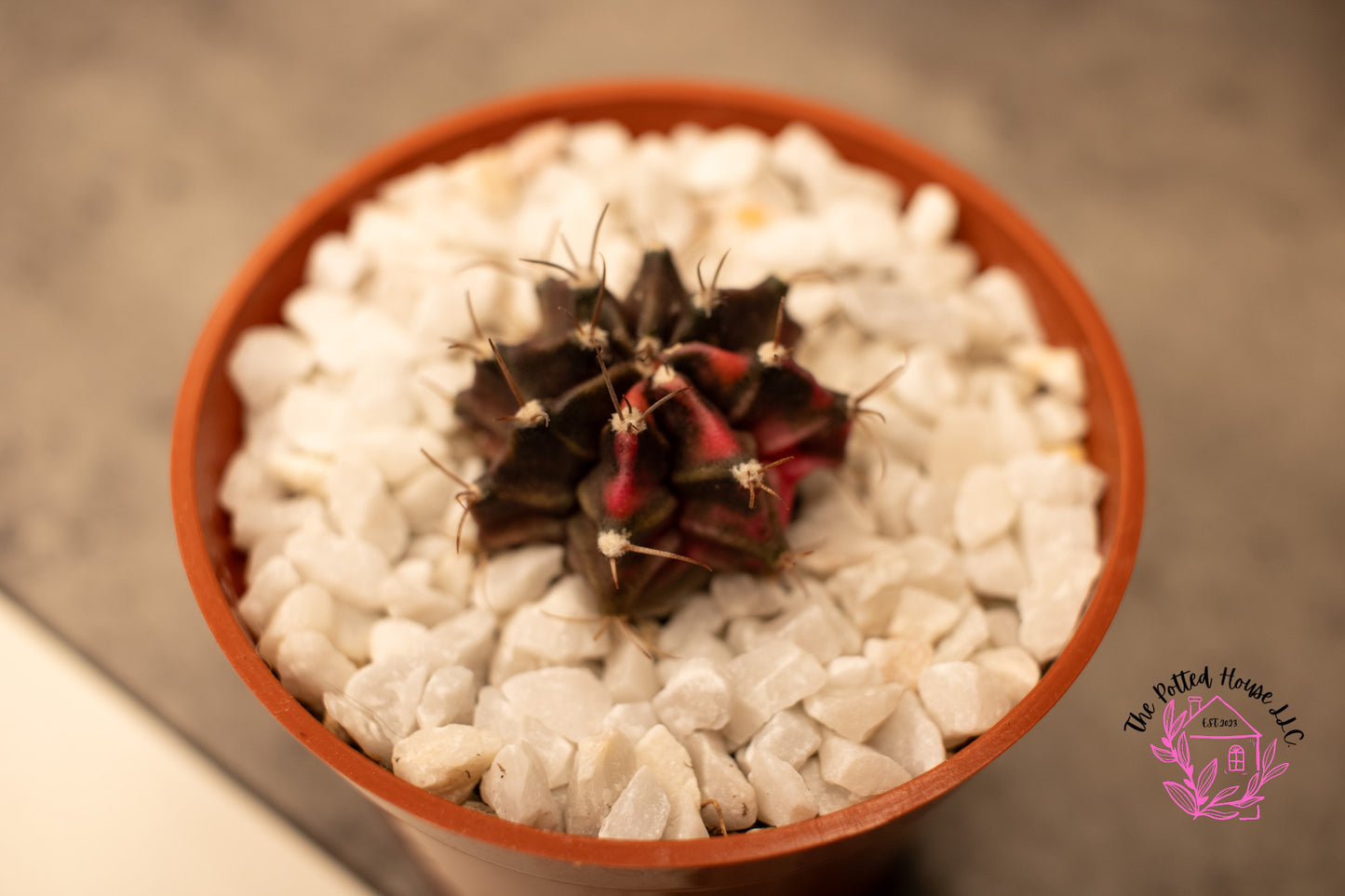 Variegated Gymnocalycium Mihanovichii