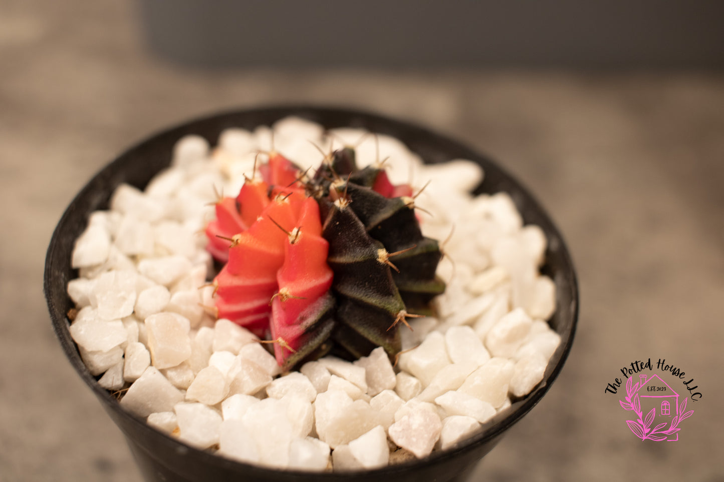 Variegated Gymnocalycium Mihanovichii (Pink and Black)