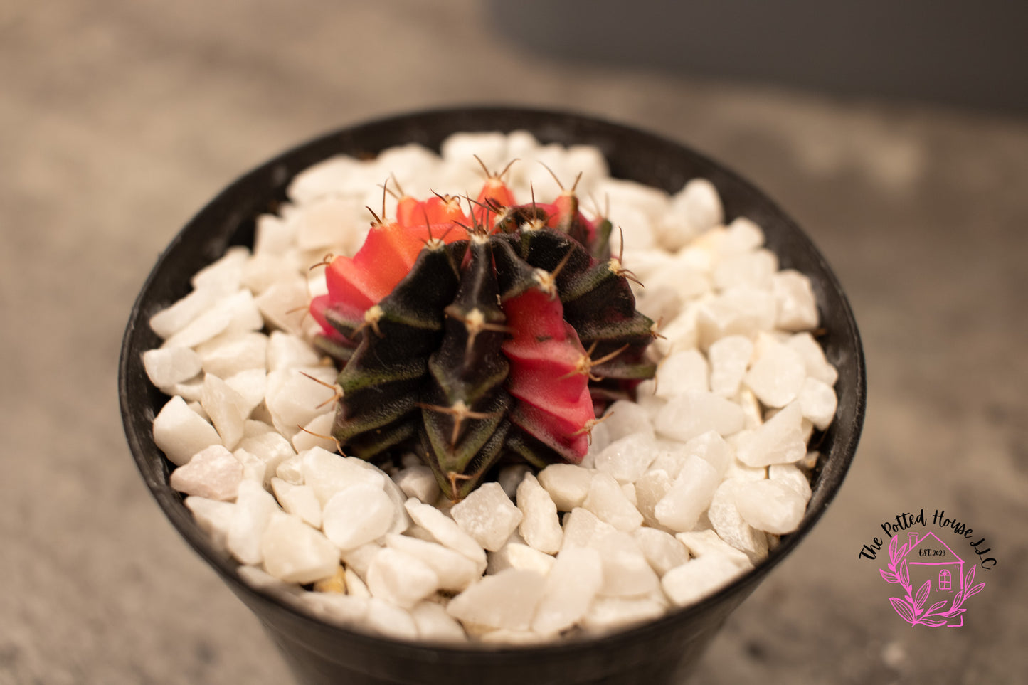 Variegated Gymnocalycium Mihanovichii (Pink and Black)