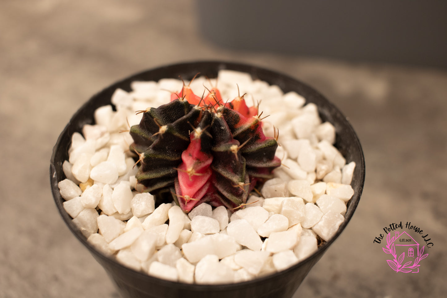 Variegated Gymnocalycium Mihanovichii (Pink and Black)