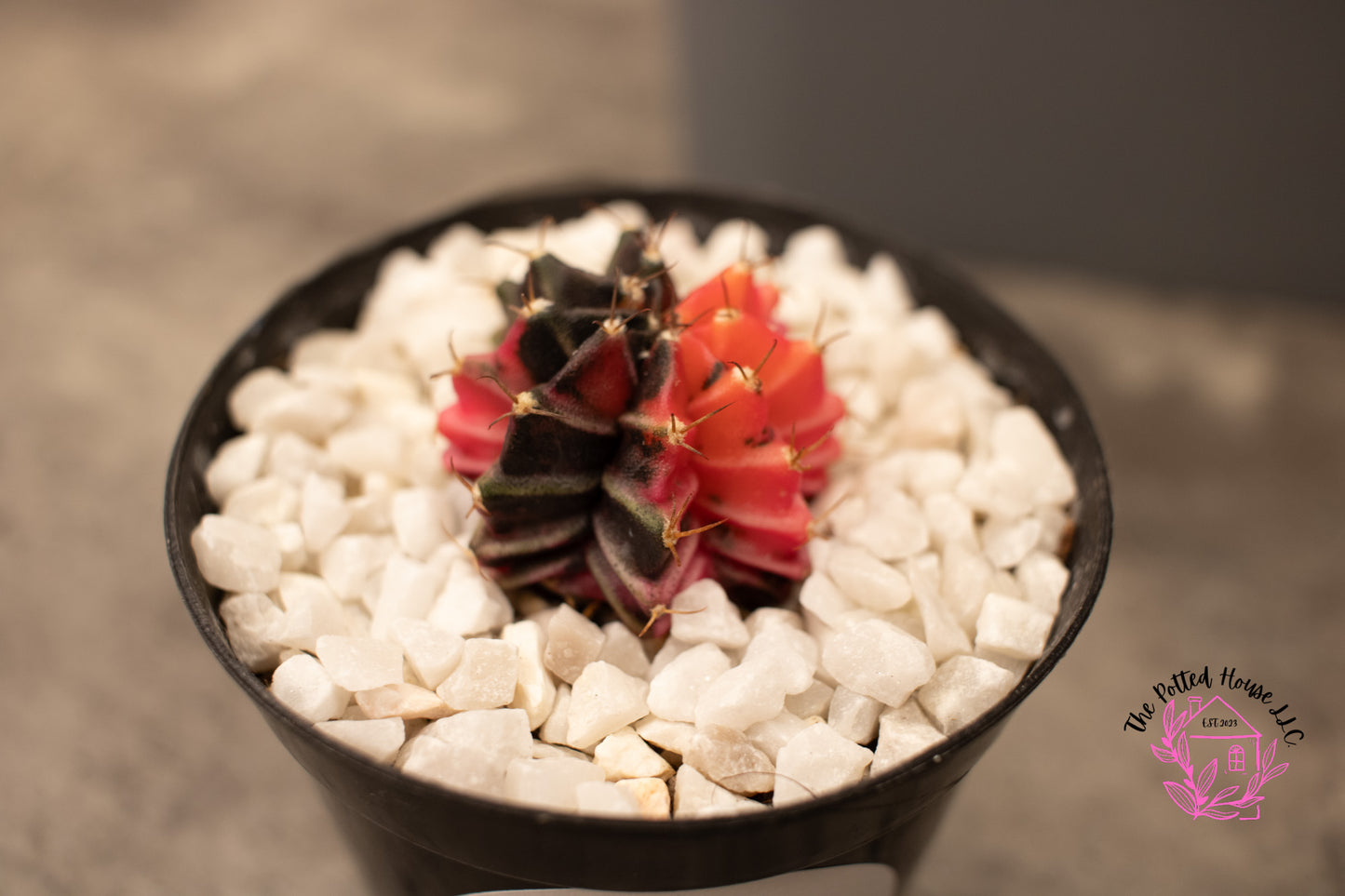 Variegated Gymnocalycium Mihanovichii (Pink and Black)